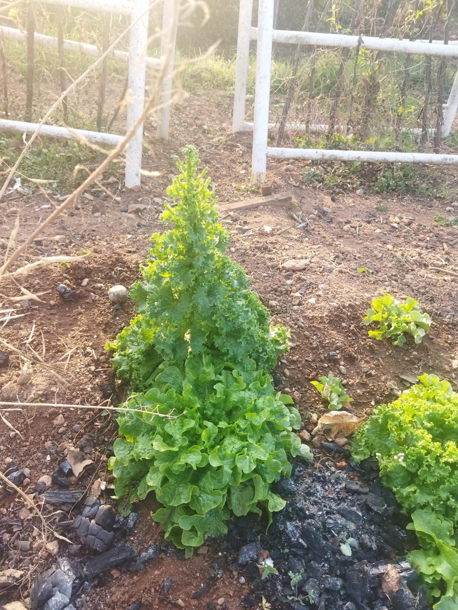Otentik Guesthouse Mbabane Dış mekan fotoğraf